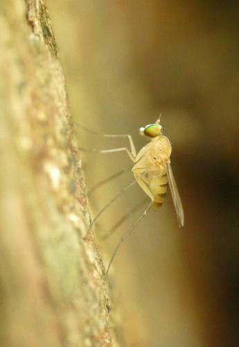 Neurigona quadrifasciata